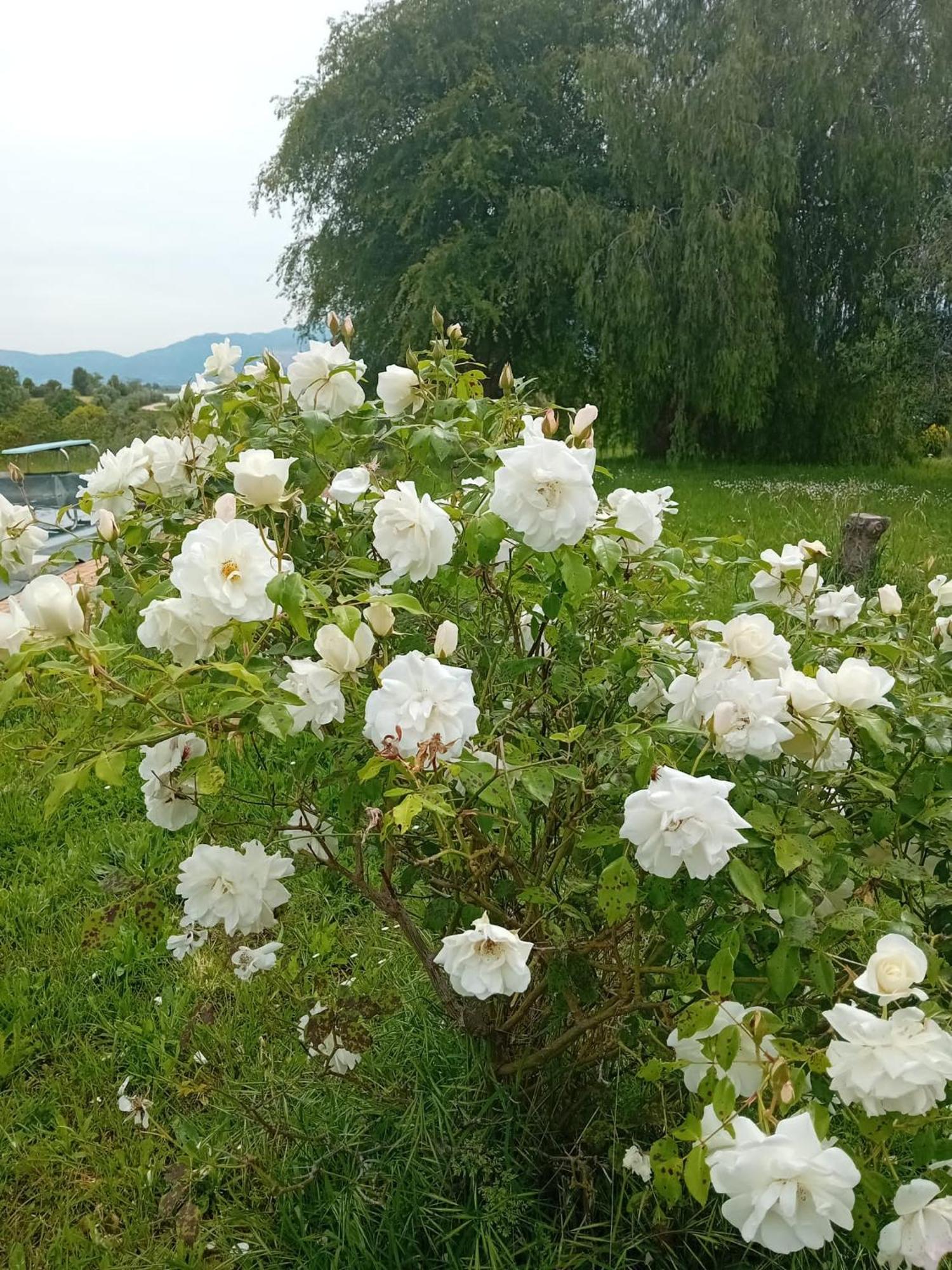Affittacamere Casa Pratolungo Velletri Esterno foto
